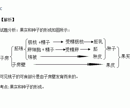 桃子的可食部分由下列哪一结构发育而来