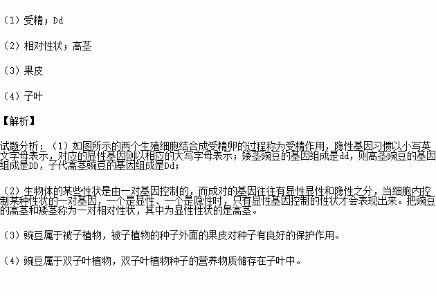 孟德尔应用什么原理_孟德尔遗传定律
