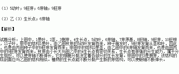 下图表示某一植物的一段枝条.枝芽.种子的结构示意图.