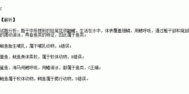 章鱼简谱_章鱼哥图片(2)