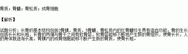 长骨的基本结构包括骨膜和三部分人体内终身具有造血功能的红骨髓位于