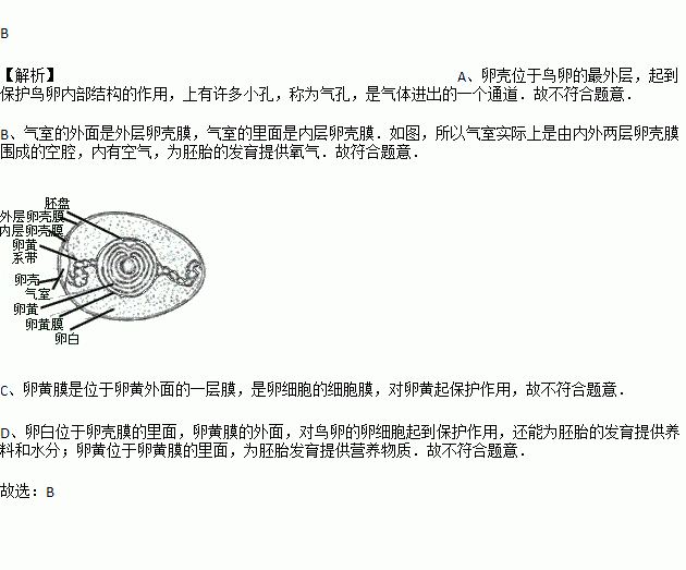 气室在鸡蛋的什么位置图片