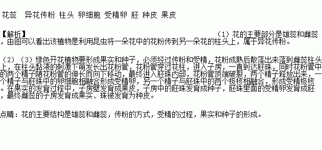 如图是植物传粉受精及果实种子的形成过程示意图