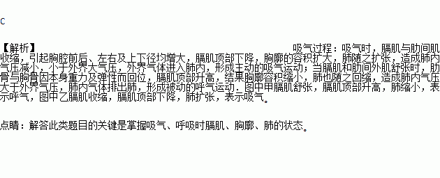 如图为模拟膈肌运动的示意图.下列叙述正确的是 a 甲图演示吸气.