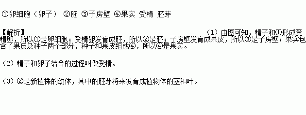 请将下列果实与种子的形成 概念图补充完整并完成相关问题