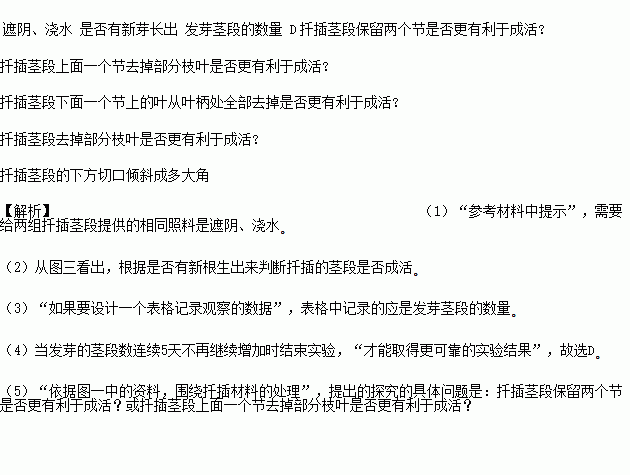 新芽简谱_薰衣草幼苗新芽图片(2)