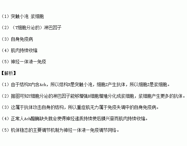 研究表明雌激素能增強免疫力但會加重重症肌無力的症狀乙酰膽鹼ach是