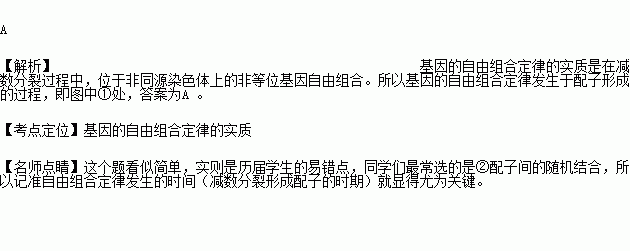 位於非同源染色體上的非等位基因自由組合.