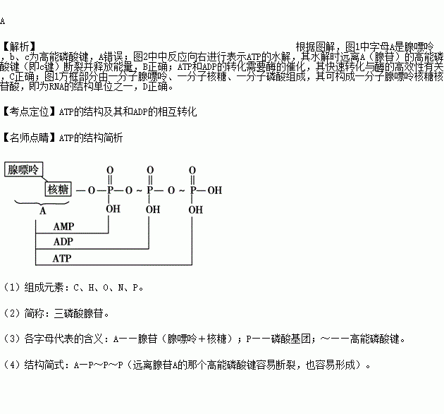 下圖為atp的結構模式圖和atp與adp相互轉化的關係式下列說法錯誤的是