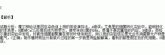 摩爾根在證實