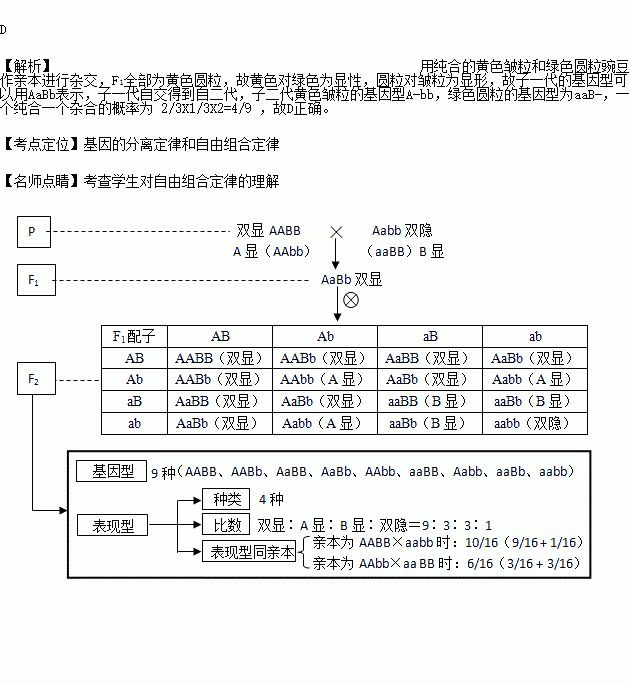 f1自交获得f2从f2中的黄色皱粒和绿色圆粒豌豆中各取一粒一个纯合一