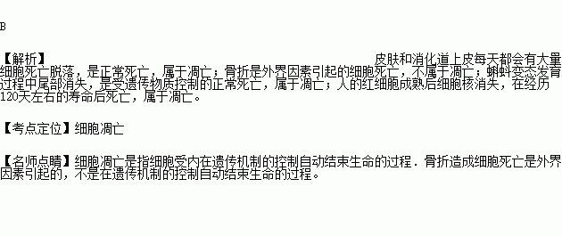 属于人口细胞_工作细胞血小板图片(2)