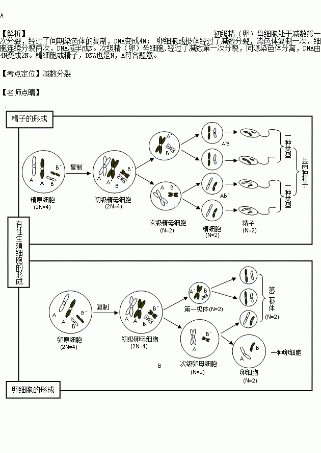 卵细胞或极体c 次级精