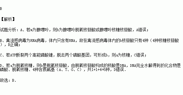 如圖所示.下列敘述正確的是( )a.若m為腺嘌呤.則b肯定為腺