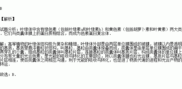 吸收光能的色素分佈在( )a.葉綠體的外膜上 b.類囊體的薄膜上c.