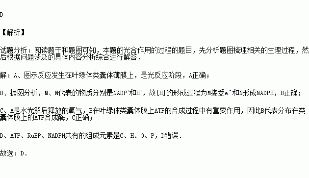 atp,rubp,nadph共有的元素是chonpc.