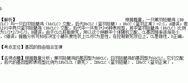 锦色鸡简谱_邦锦梅朵儿歌简谱(2)