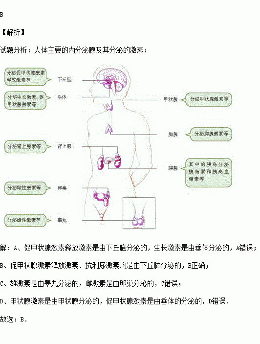 由同一种腺体分泌的是( )a.生长激素.促甲状腺激素释放激素b.