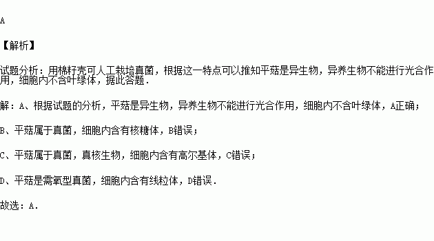 棉籽简谱_木棉籽图片(3)