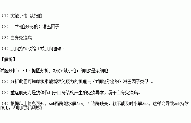 研究表明雌激素能增強免疫力但會加重重症肌無力的症狀乙酰膽鹼ach是