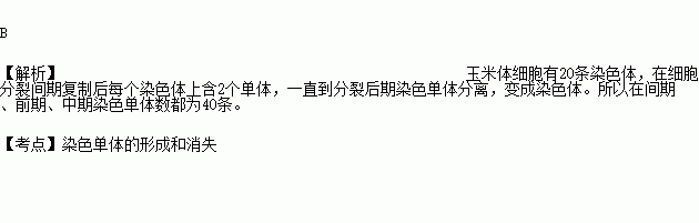 玉米體細胞中含有20條染色體,當姐妹染色單體為40條時細胞可能處於有