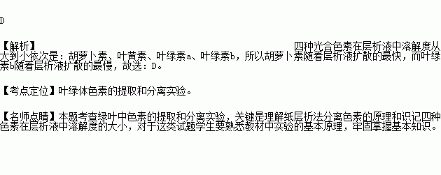 用纸层析法分离叶绿体中的色素