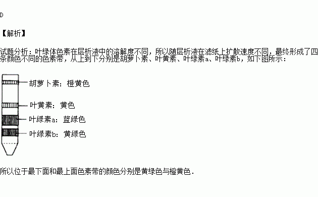 用纸层析法分离叶绿体中的色素可以看到滤纸上出现4条色素带其中位于