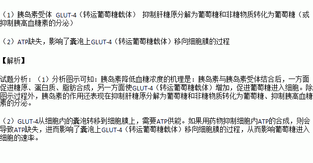 胰島素濃度升高時,glut-4從細胞內的囊泡轉移到細胞膜上;胰島素濃度