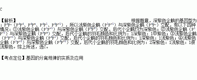 紫色企鵝的羽毛顏色是由復等位基因決定的:pd--深紫色.pm--中紫色.