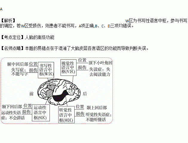 大脑皮层分层图片