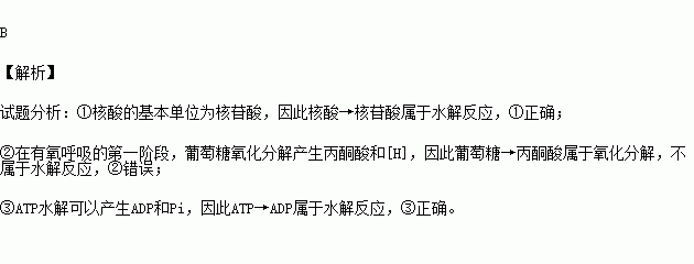 下列化學反應屬於水解反應的是①核酸→核苷酸②葡萄糖→丙酮酸③atp