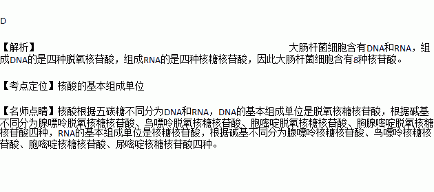 大腸桿菌細胞中含有的核苷酸種類為