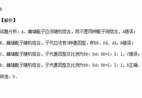 Dd自交的遗传图解图片