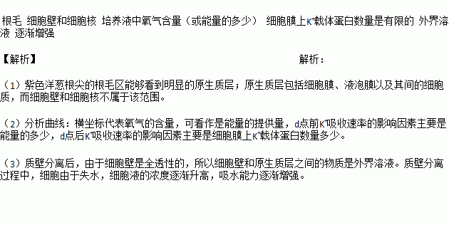 紫色洋蔥根尖可分為根毛區伸長區細胞呈細長的長方形液泡小而多分生區