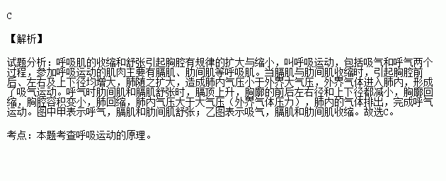 图为模拟膈肌运动的示意图则下列相关叙述中正确的是