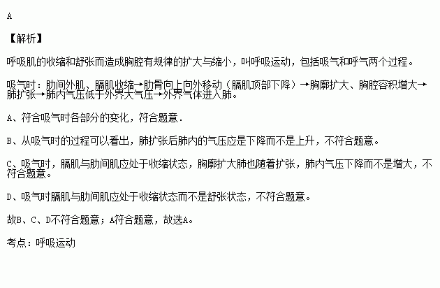 吸气时.能正确反映呼吸肌的活动情况与肺内气压变化的是a.