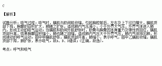 甲圖演示吸氣,膈肌收縮右圖是模擬膈肌的運動與呼吸的關係示意圖.