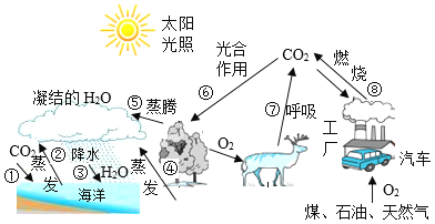 初中生物碳循环示意图图片