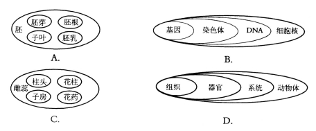 瓜子细胞结构图图片