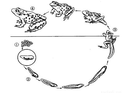 如图为青蛙的生殖发育过程图,请据图回答下列问题