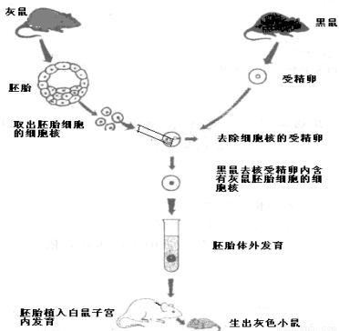 下图是几位科学家所做的细胞核移植实验示意图:(1)