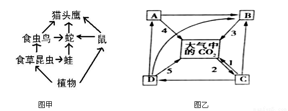 並繪製了食物網簡圖如圖甲所示.圖乙為生態系統中的碳循環示意圖.