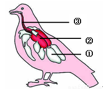 家鸽呼吸系统图片
