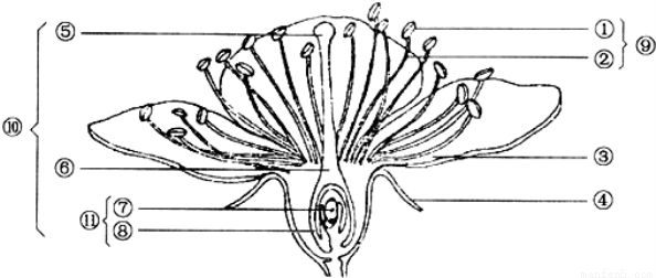梅花的结构示意图图片