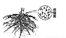 根瘤菌的生活方式及其对豆科植物的影响是a寄生