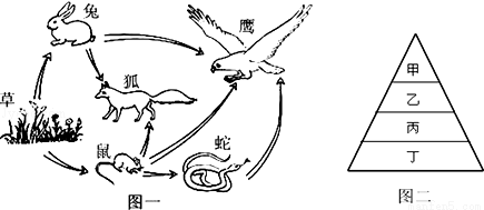 生物链的例子10个图片