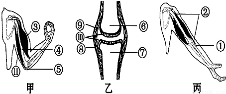 丙三个图回答有关问题:(1)如丙所示骨骼肌中间较粗的部分②叫做肌腹