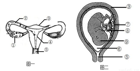 下面图一和图二分别分别是女性生殖系统和胎儿发育示意图