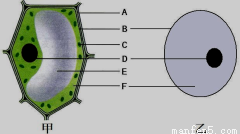 制作人口腔上皮细胞临时装片_小聪同学使用显微镜 配有两个物镜10 .40 和两个