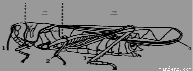 (2)体表的外骨骼的作用有 (3)蝗虫共有 对足